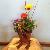 Baby Shower potted centerpiece with primary colors in ranunculus, pansies and dianthus.