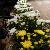 Commencement Ceremonies at Severance Hall for Beachwood High School - Gold and White potted mums for front of stage