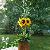 Sunflower buffet centerpiece in wooden barrel