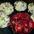 Bride's bouquet: Shades of reds-ranunculus, hypericum berries, anemones, celosia 
Bridesmaids bouquets: scabiosa, football mums, wax flower