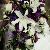 Large cascade bridal bouquet of white oriental lilies, purple lisianthus, purple mini callas, creme roses