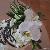 White Phalaenopsis and Dendrobium orchid cake topper