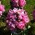 Hot pink/rasberry peony attendant bouquets