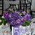 Table centerpieces of mix shades of purple flowers - lisanthus, fressia, stock, roses, hydrangea and kale.