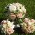 Bridal bouquet of white peonies, soft pink and white roses and lisianthus and green hydrangea.  Attendant bouquets of white and pink roses