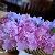 Low rectangular arrangement of pink peonies and lavender sweet peas