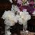 Flower girl pomanders with white and pink dendro orchids